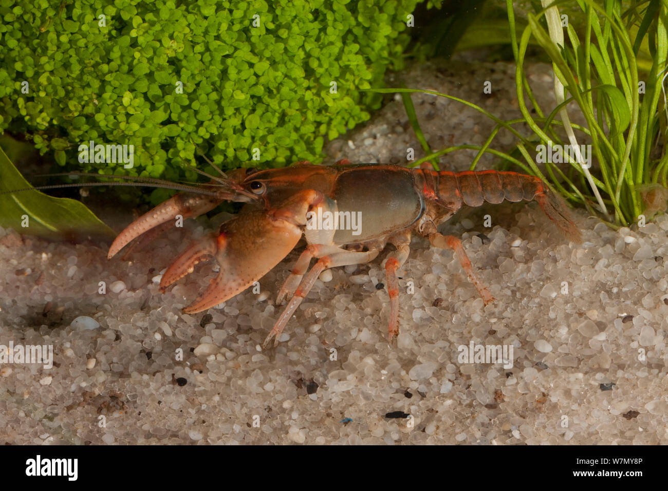 Rusty grave digger / Burrowing crayfish (Cambarus miltus) Santa Rosa Co. Florida, USA, March Controlled conditions Stock Photo