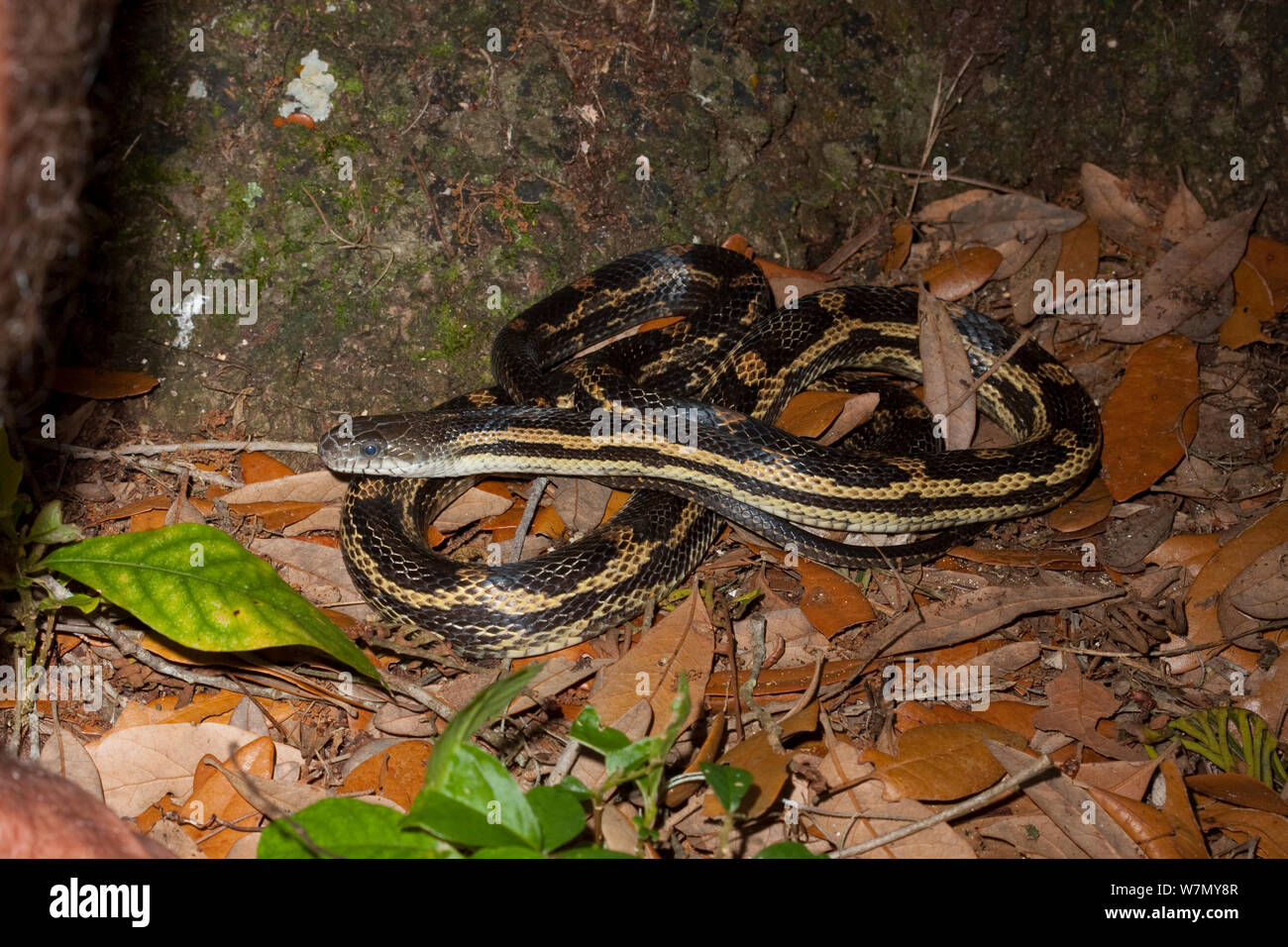 Cross between Yellow and Gray rat snake (Elaphe obsoleta) Perdeto key, Florida, USA Stock Photo