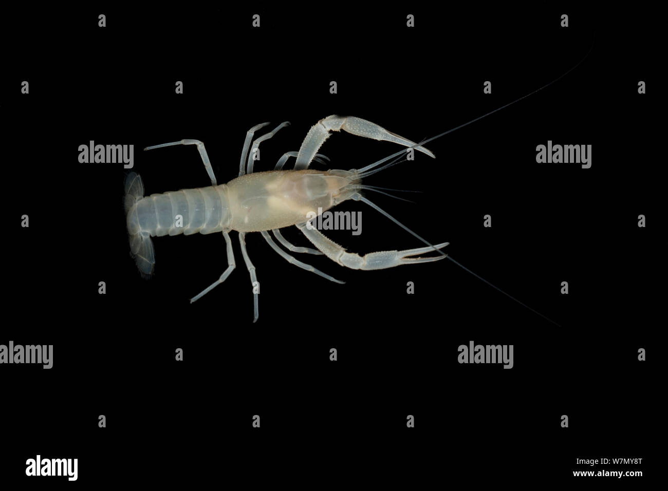 Orange Lake / Blind cave crayfish (Procambarus franzi) Alachua Co, Florida, USA. Controlled conditions Stock Photo