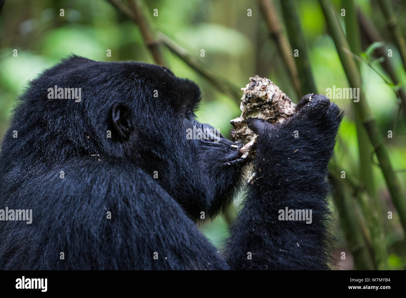 Mountain gorilla (Gorilla beringei) black back non dominant male eating a mushroom, Kwitonda Group, Volcanoes National Park, Rwanda in wet season, April Stock Photo