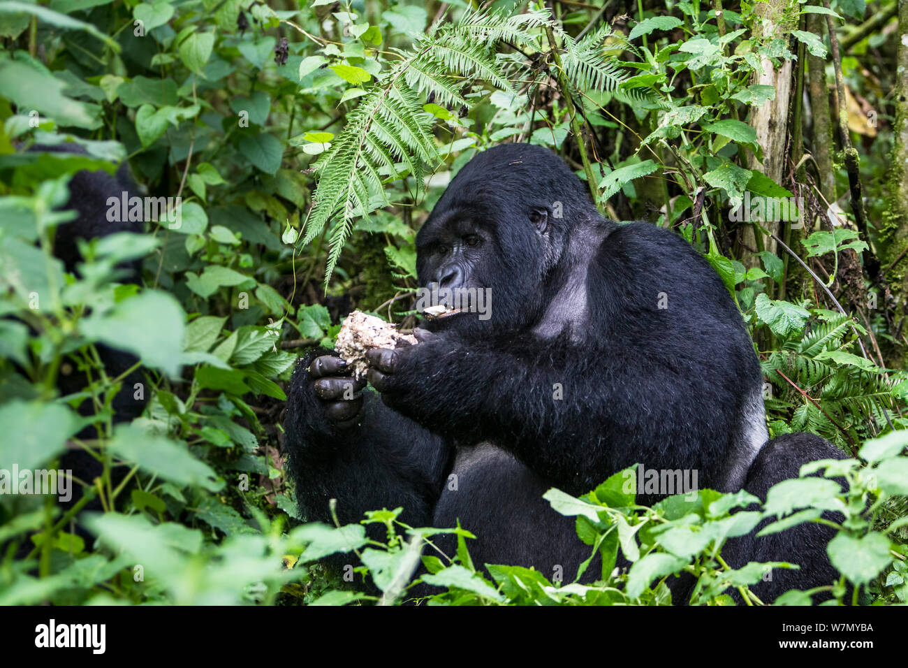 Mountain gorilla (Gorilla beringei) silverback dominant male eating a mushroom, Kwitonda Group, Volcanoes National Park, Rwanda in wet season, April Stock Photo