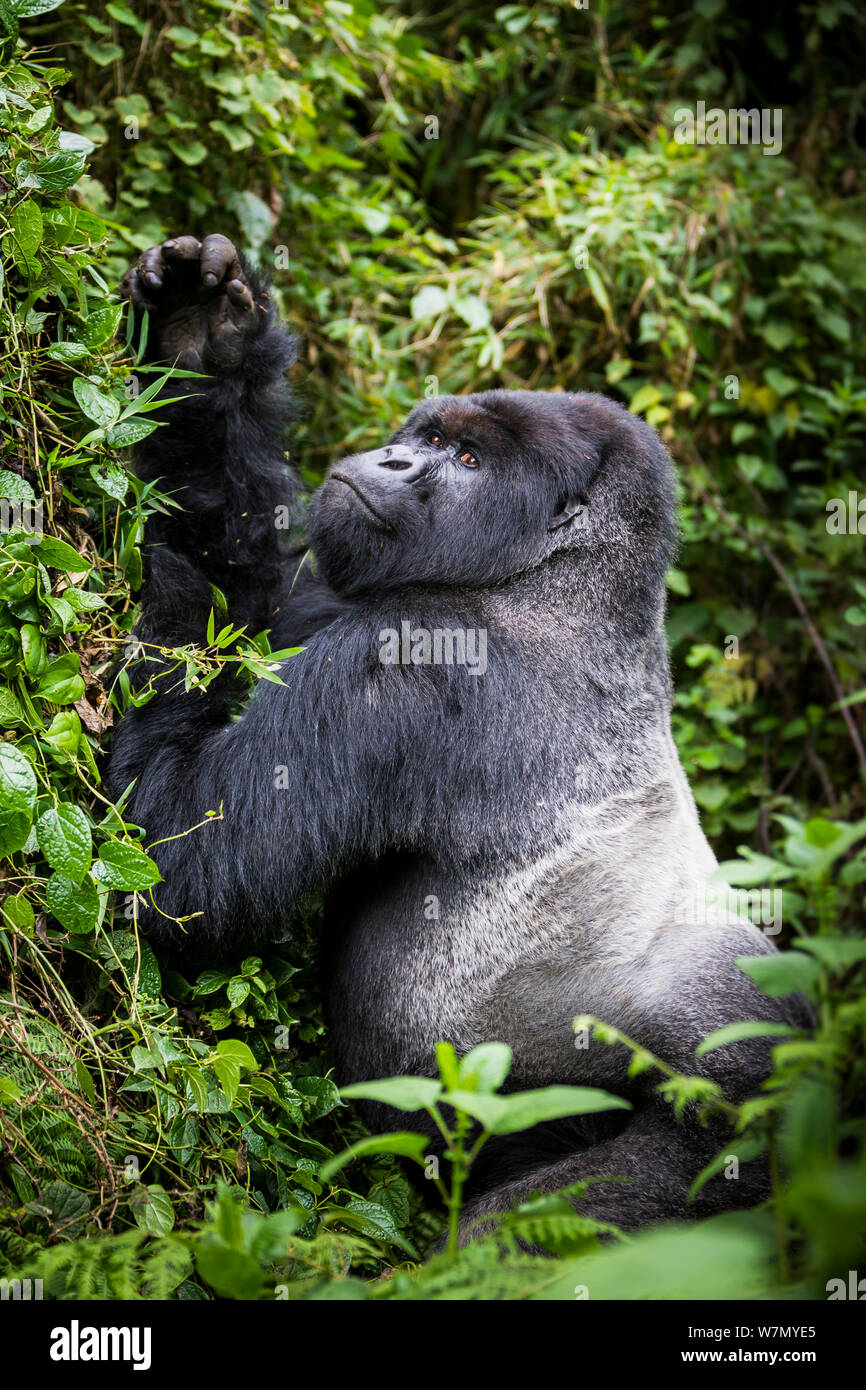 Mountain gorilla (Gorilla beringei) silverback pulling on lianas in order to eat the leaves, Susa Group, Volcanoes National Park, Rwanda, wet season April Stock Photo