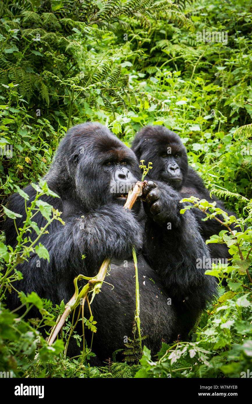 Mountain gorillas (Gorilla beringei) silverback eating wild celery, watched by another, Susa