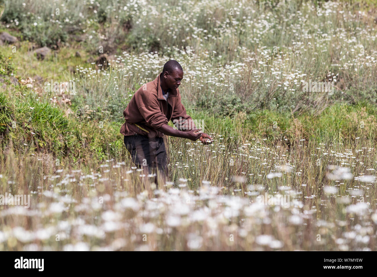 Man harvesting Pyrethrum, which refers to several Old World plants of the Chrysanthemum genus which are cultivated as ornamentals for their showy flower heads. Pyrethrum is also the name of a natural insecticide made from the dried flower heads of C. cinerariifolium  Rwanda Stock Photo