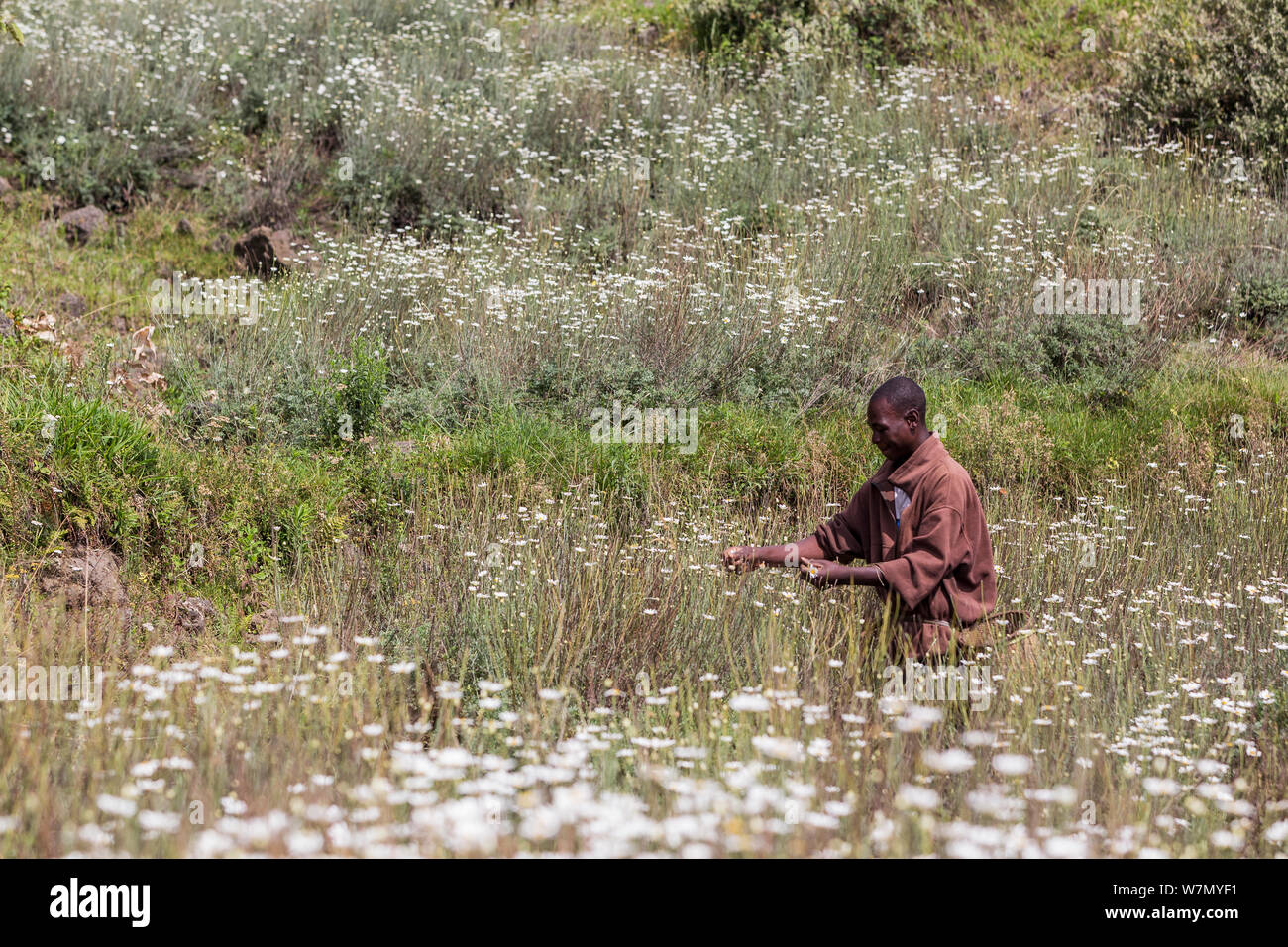 Man harvesting Pyrethrum, which refers to several Old World plants of the Chrysanthemum genus which are cultivated as ornamentals for their showy flower heads. Pyrethrum is also the name of a natural insecticide made from the dried flower heads of C. cinerariifolium  Rwanda Stock Photo