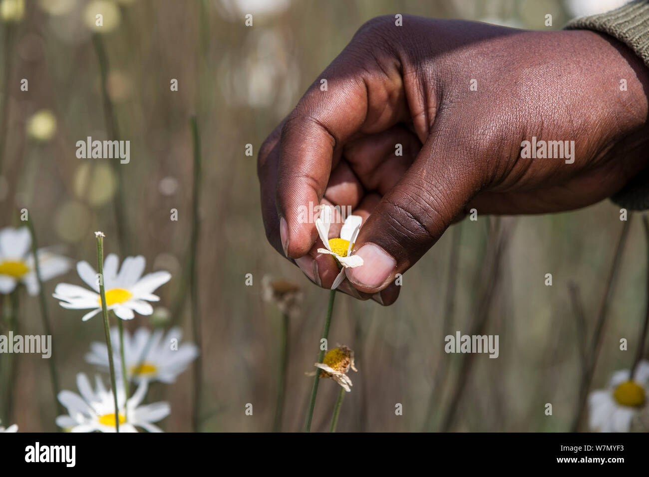 Close up of man's hand harvesting Pyrethrum, which refers to several Old World plants of the Chrysanthemum genus which are cultivated as ornamentals for their showy flower heads. Pyrethrum is also the name of a natural insecticide made from the dried flower heads of C. cinerariifolium  Rwanda Stock Photo