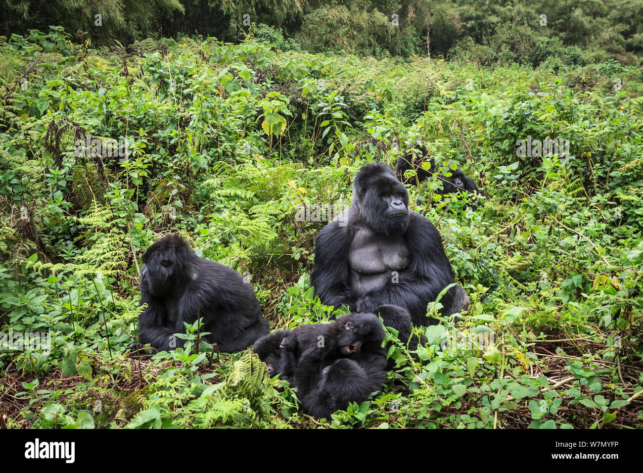 Mountain Gorilla Habitat Diorama mountain-gorilla-habitat-diorama