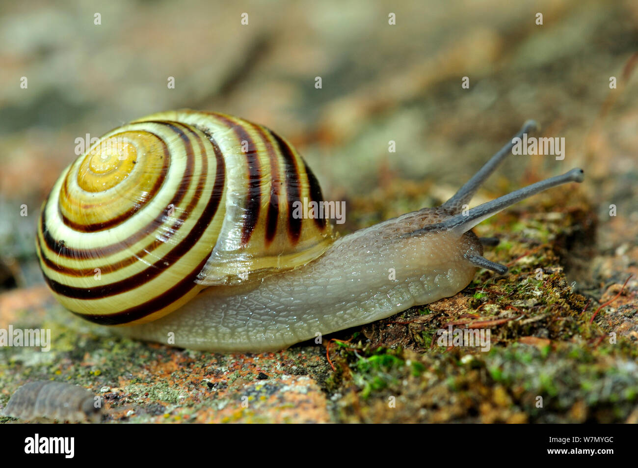 Yellow banded / Grove snail (Cepaea nemoralis) five banded, Dorset, UK, May Stock Photo