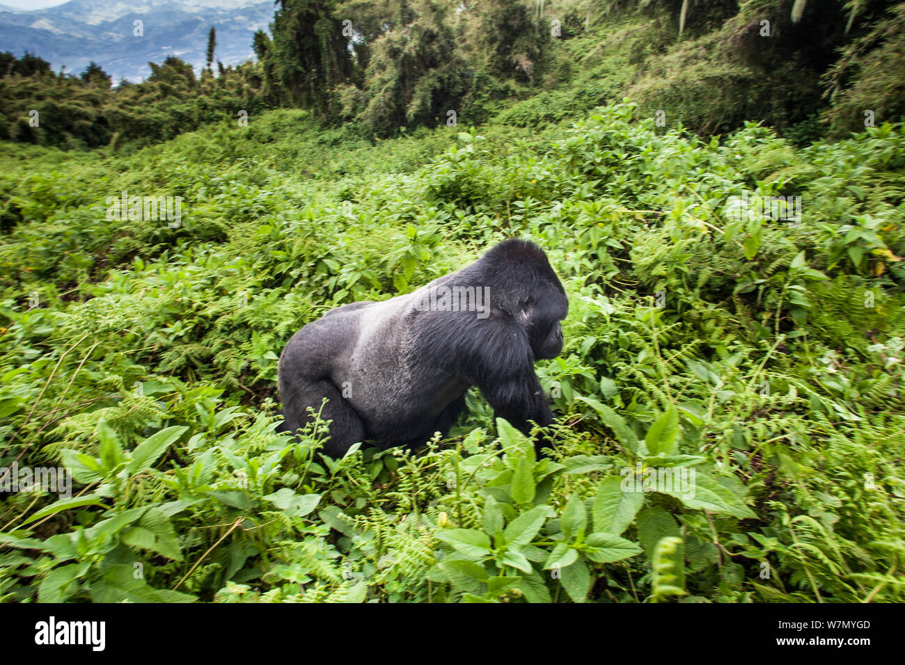 Mountain gorilla (Gorilla beringei) male silverback, Susa group, Volcanoes National Park, Rwanda in wet season April Stock Photo
