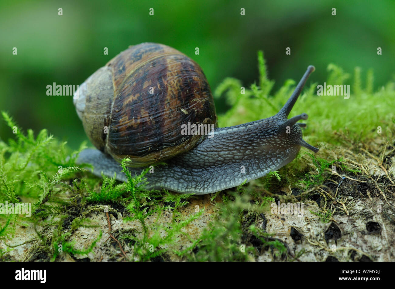Common snail (Helix aspera) portrait, Dorset, UK, May Stock Photo