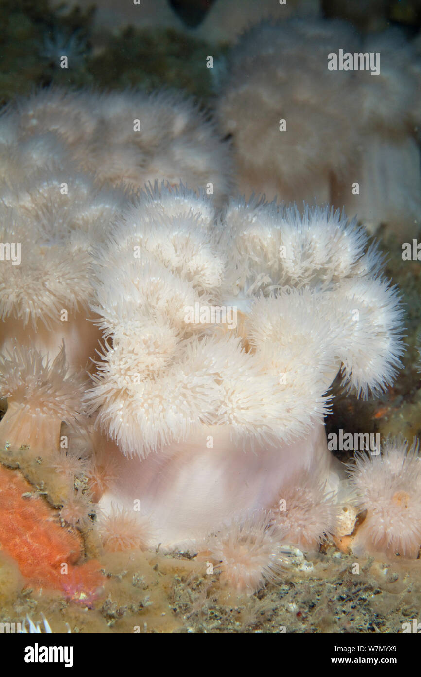 Asexual reproduction sea anemone hires stock photography and images