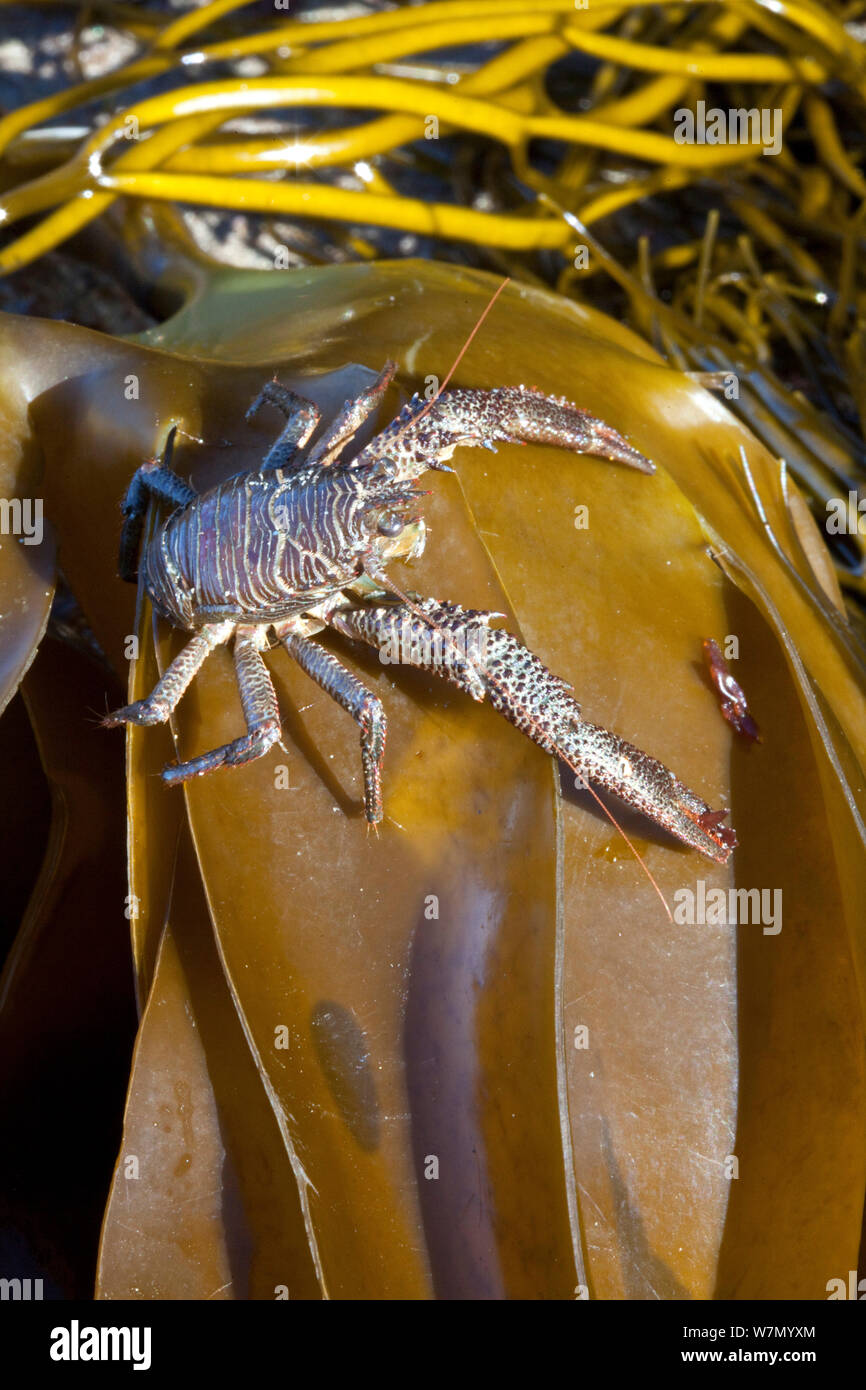 Squat lobster (Galathea squamifera) out of water on seaweed, Channel Islands, UK March Stock Photo