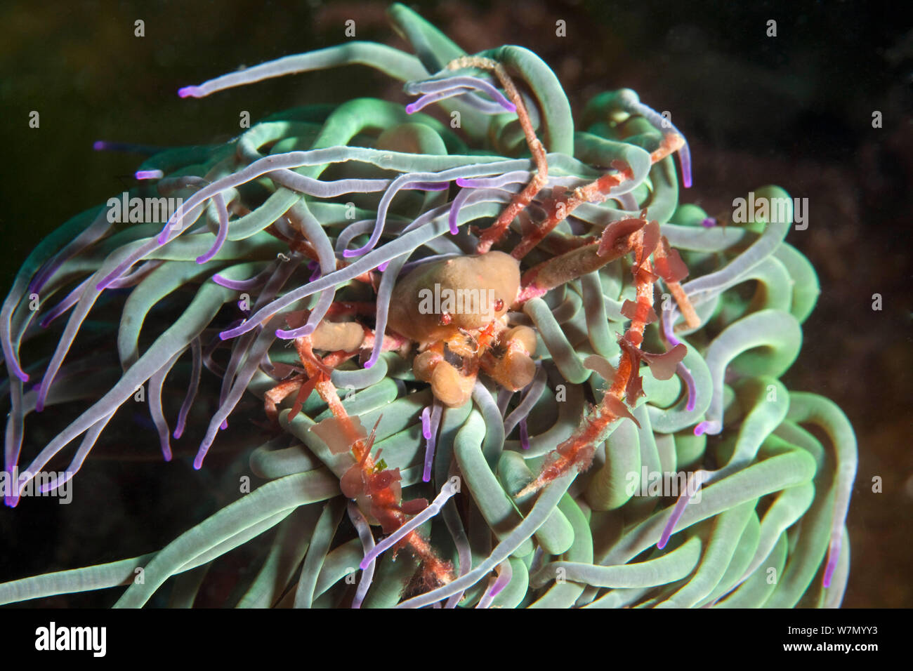 Sponge crab (Inachus sp) hiding in anemone, Channel Islands, UK June Stock Photo