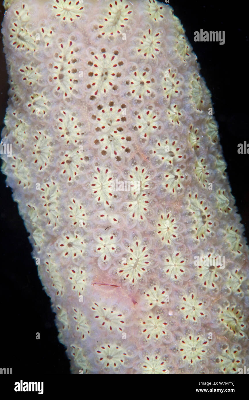 Star sea squirt (Botryllus schlosseri) close up of skin pattern, Channel Islands, UK July Stock Photo