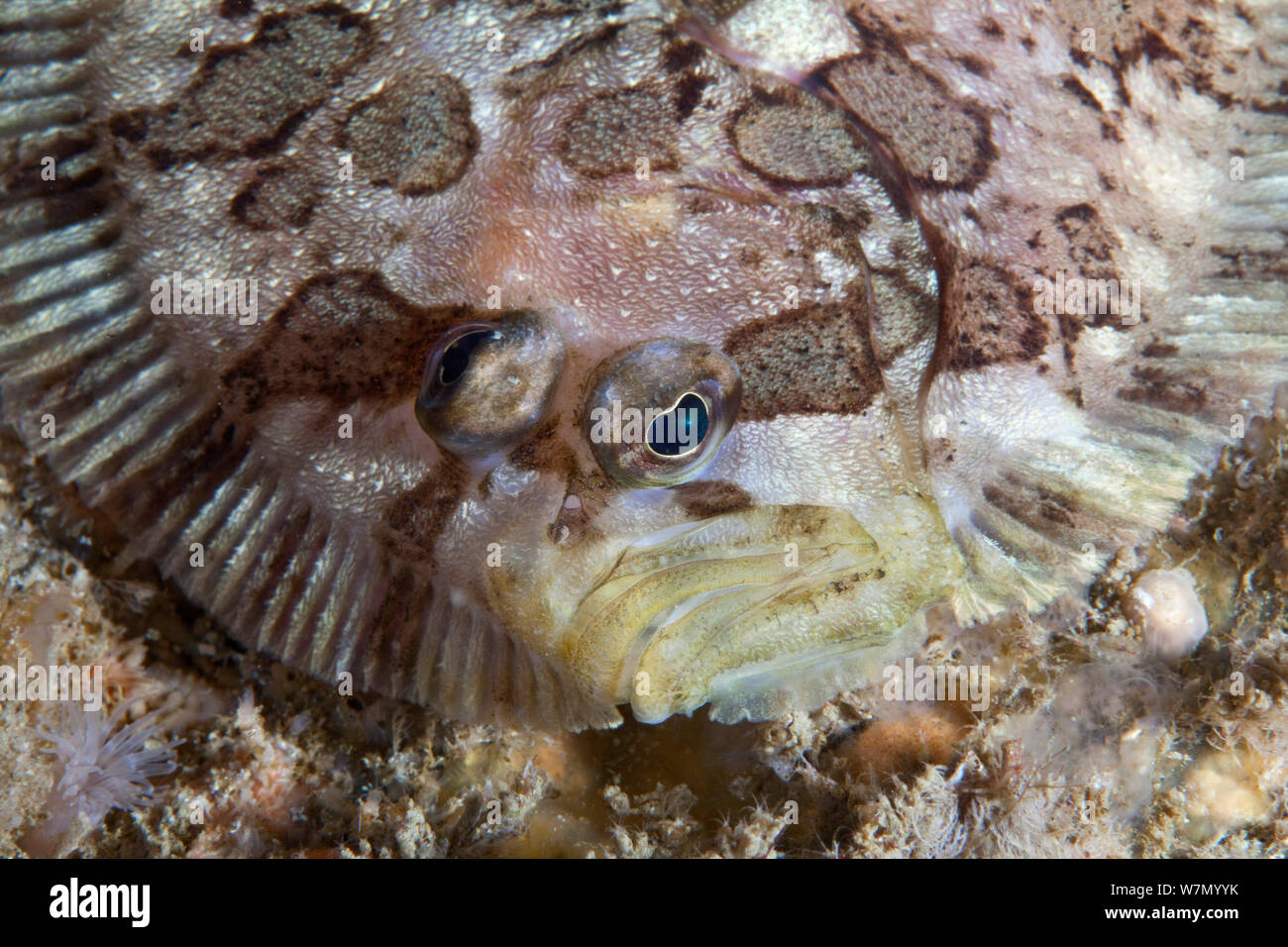 Zeugopterus punctatus topknot fish hi-res stock photography and images ...