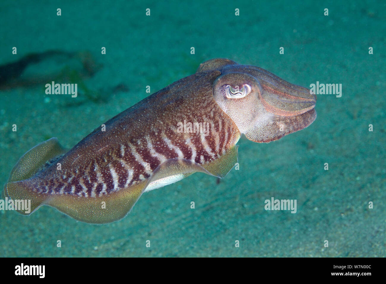 Common cuttlefish (Sepia officinalis) swimming profile, Channel Islands