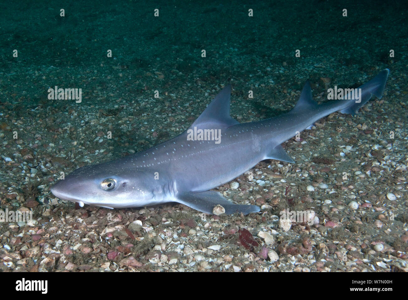 Starry smooth-hound shark (Mustelus asterias) Channel Islands, UK July Stock Photo