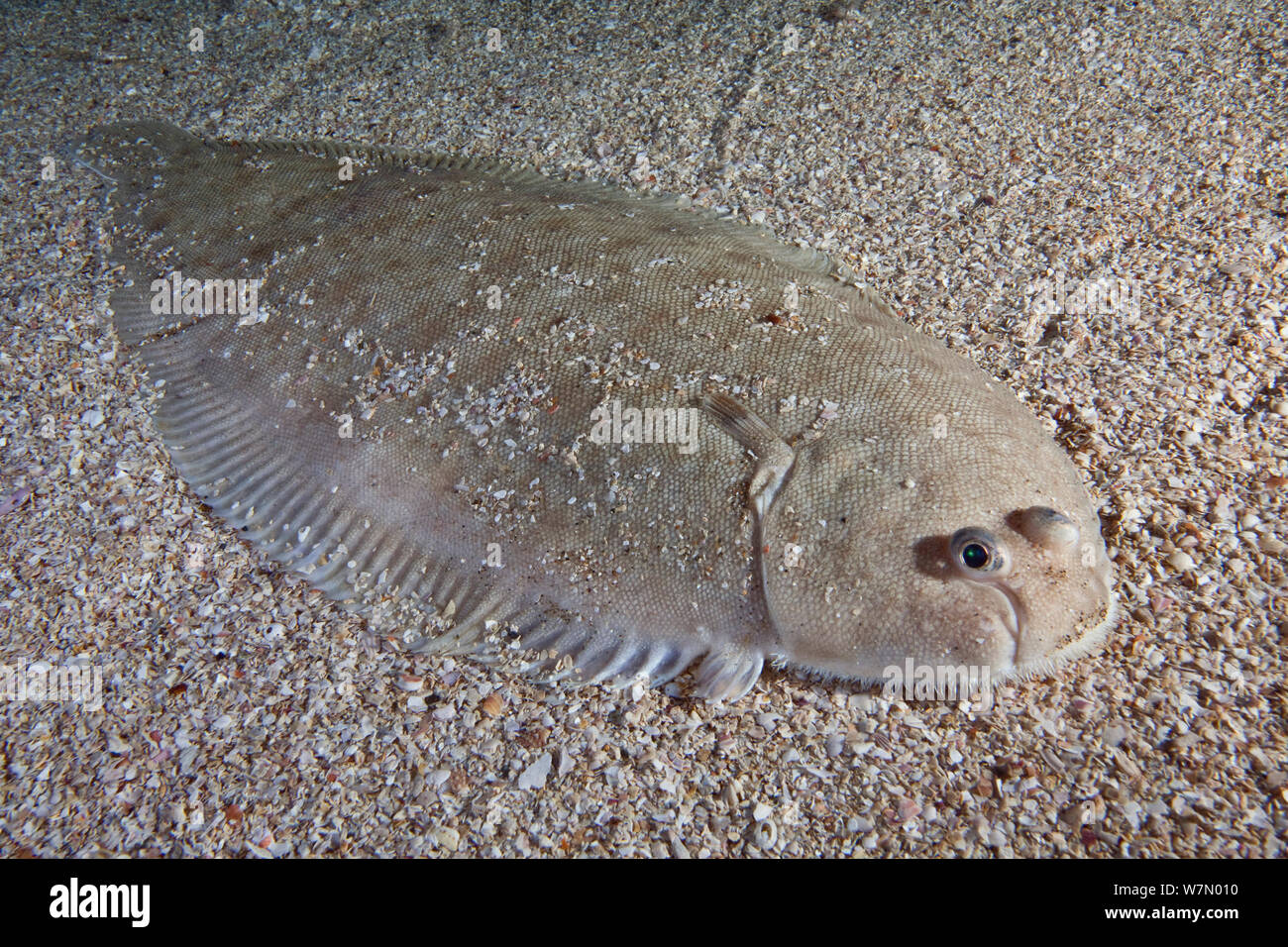 Atlantic sole fish hires stock photography and images Alamy