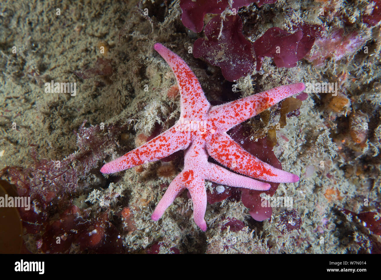 Bloody Henry starfish (Henricia oculata) showing appendage growth with extra arms, Channel Islands, UK August Stock Photo