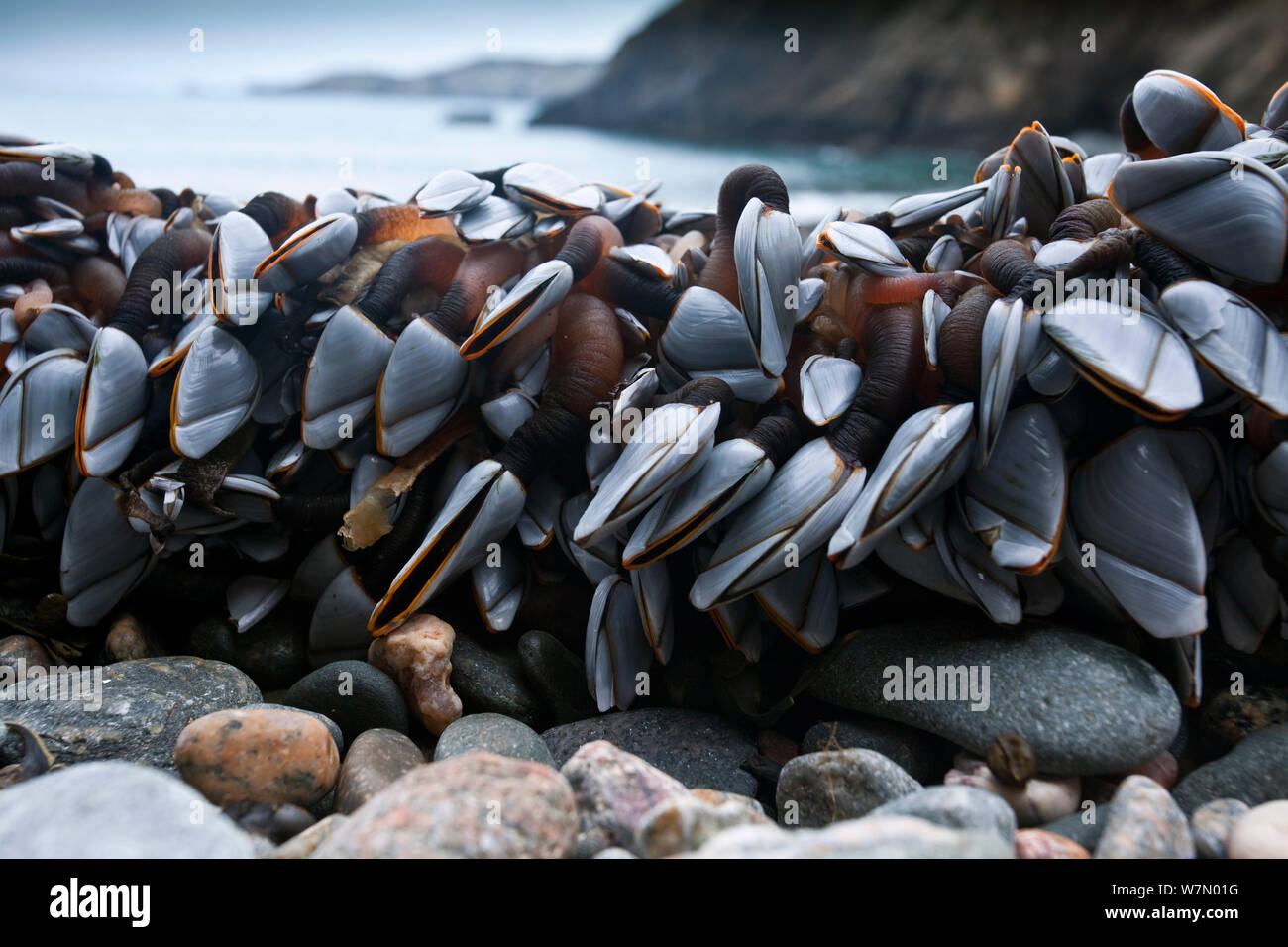 Goose barnacles (Lepas anatifera) on shore, at low tide, Channel Islands, UK January Stock Photo
