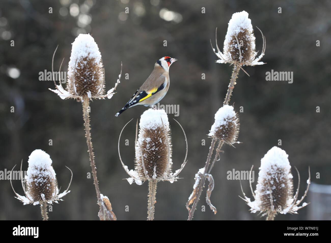 Goldfinch (Carduelis carduelis) perched on teazel seedhead (Dipsacus sp) in winter, Surrey, UK, December Stock Photo