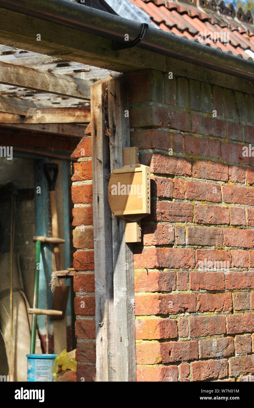 Bee box sited on south facing wall of garden shed to attract Red mason bees (Osmia rufa), Surrey, UK, April Stock Photo