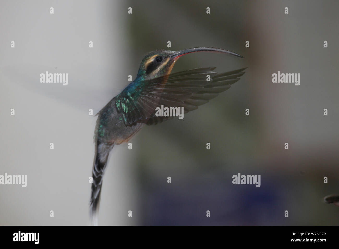 Long-billed hermit hummingbird (Phaethornis longirostris) hovering, Costa Rica Stock Photo