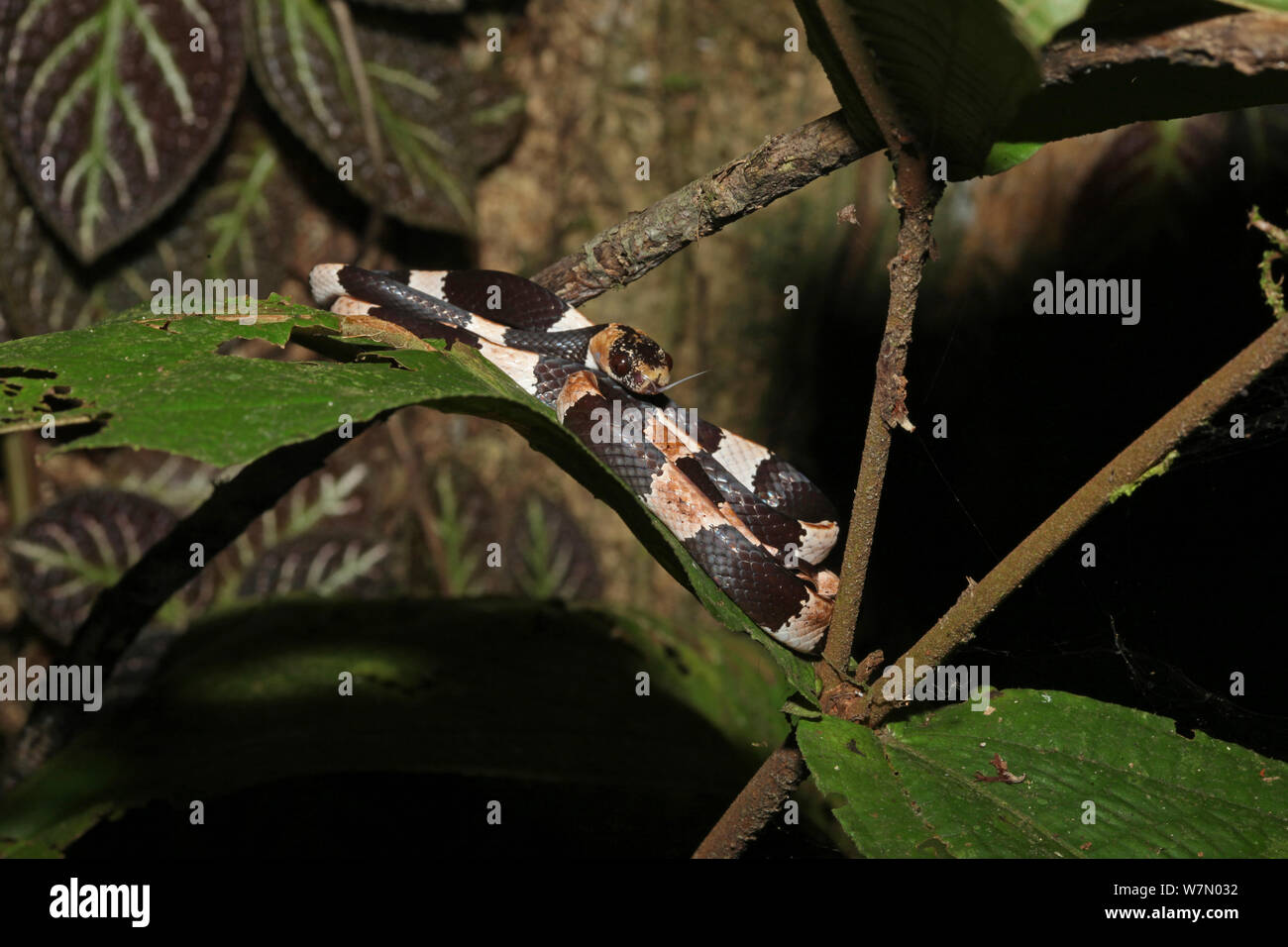 Snaileating snake (Dipsas variegata) in rainforest, Costa Rica Stock