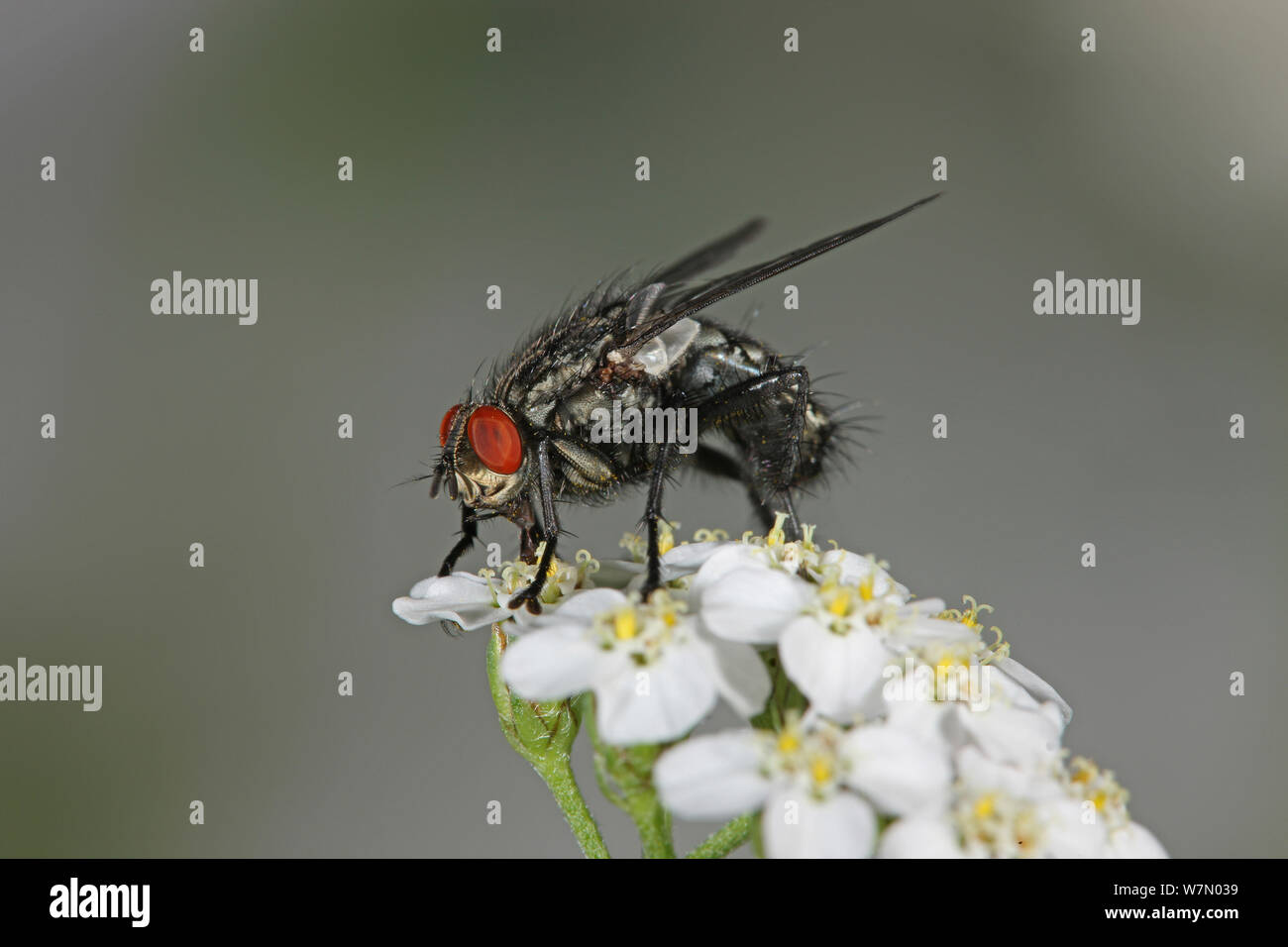 Grey flesh fly (Sarcophaga bullata) feeding on Yarrow flowers, Surrey, England, August Stock Photo