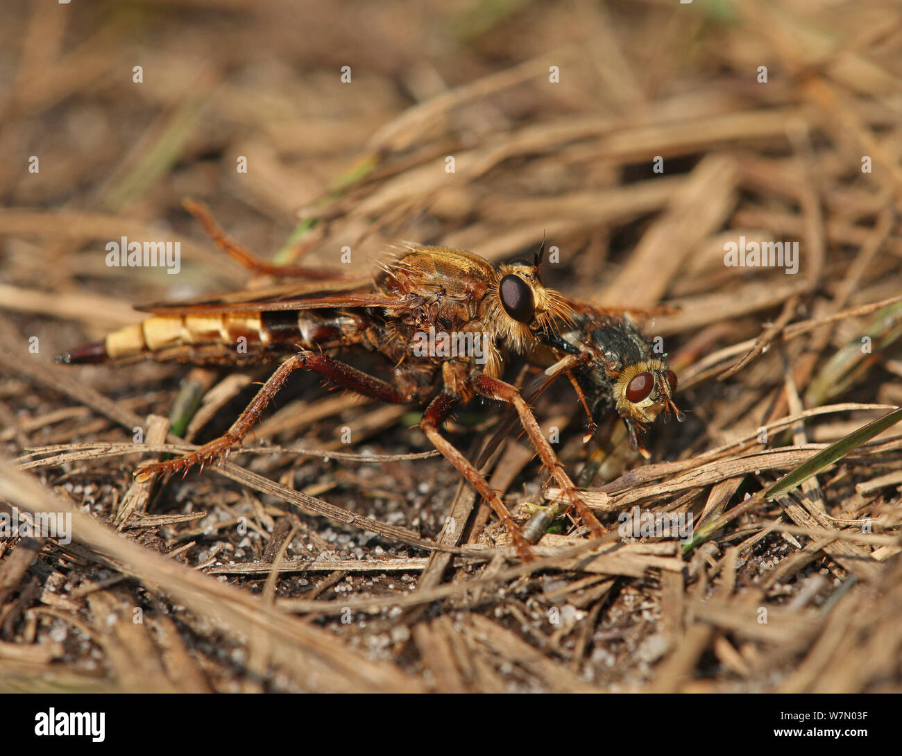 Hornet robber fly (Asilus crabroniformis) with fly prey (Larvaevora sp ...