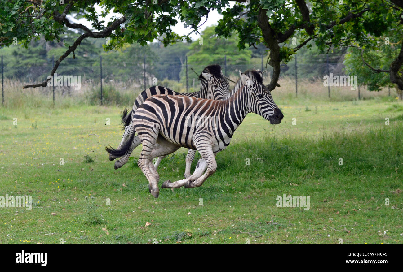 Animal chasing zebra hires stock photography and images Alamy