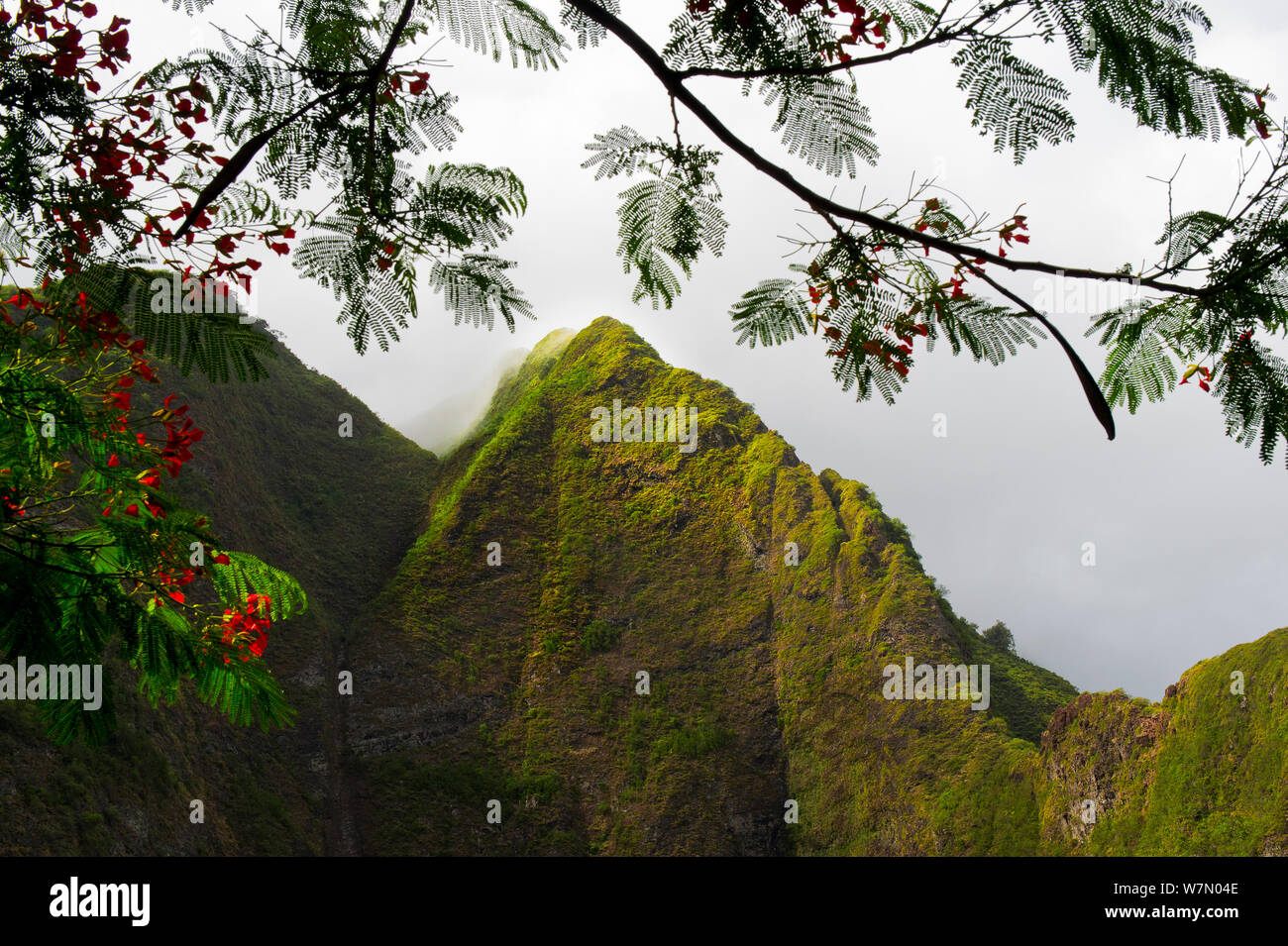 Iao Valley State Park, with flowering Heleconia branches framing the