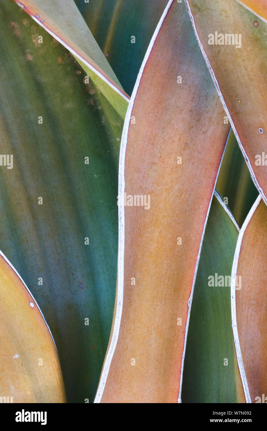 Welwitschia (Welwitschia mirabilis) abstract view of the broad leafed vascular plant living as long as one thousand years. Rare and native to Namibia, this plants blades display differing coloration as some die while others live on. Damaraland, Namibia Stock Photo