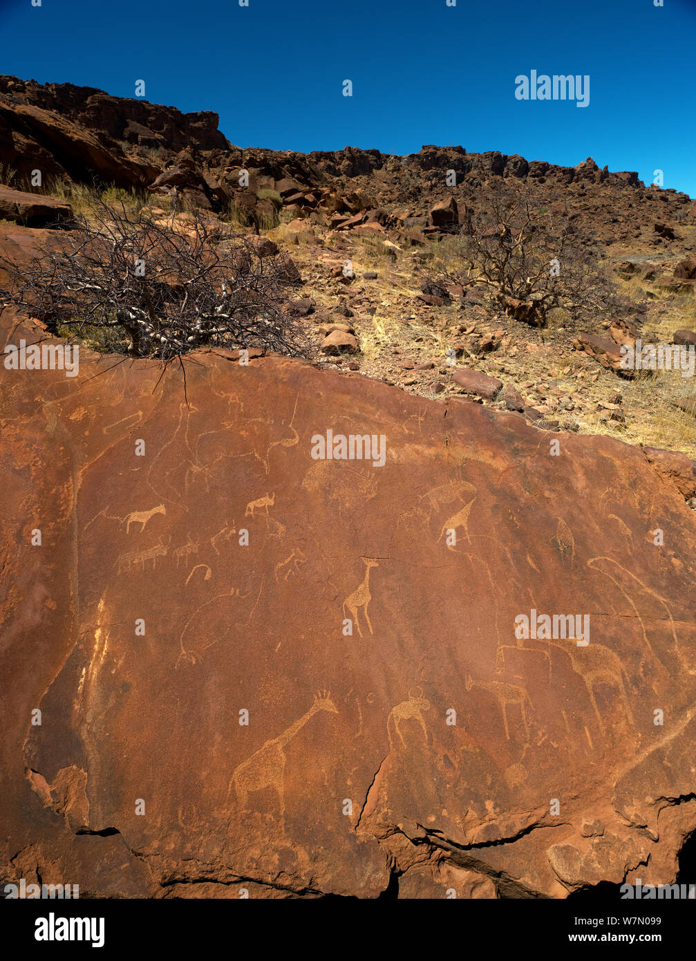 Panels of rock carving depicting African wildlife, World Heritage site, Twyfelfontein, Damaraland, Namibia Stock Photo