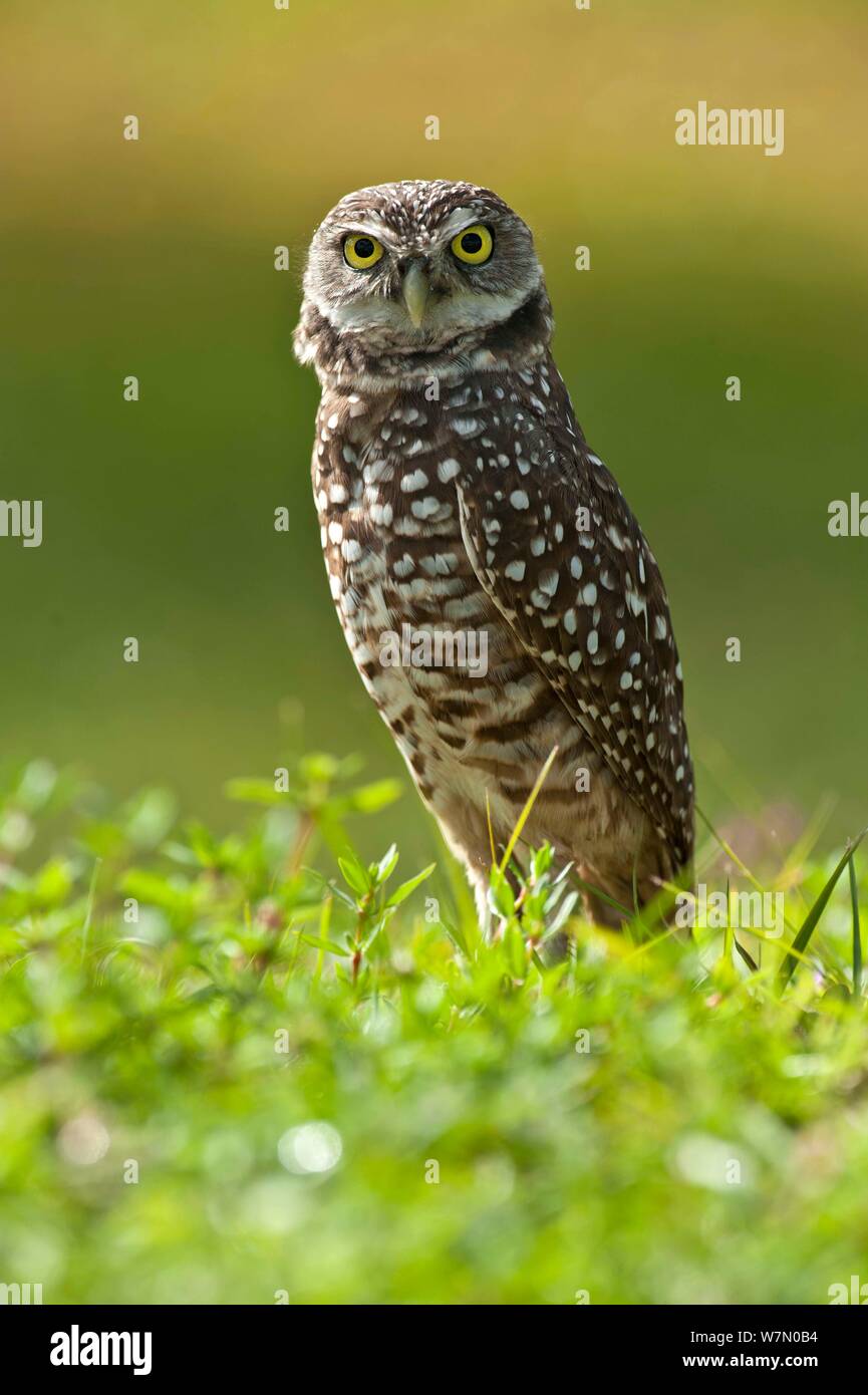 Raptor of north america hi-res stock photography and images - Alamy