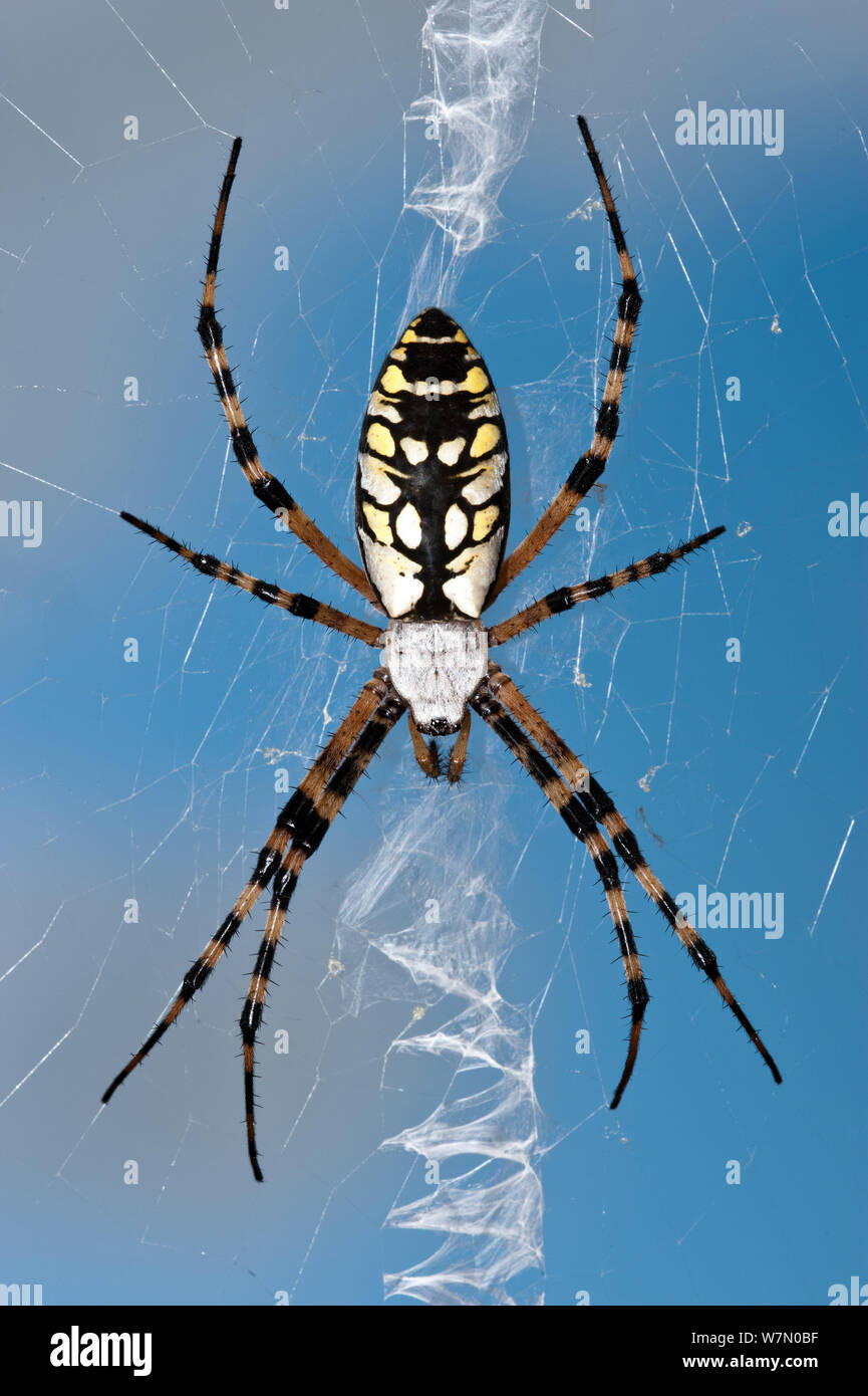 Female Black and yellow garden spider (Argiope aurantia) on web, Naples, Southwest Florida, USA, September Stock Photo