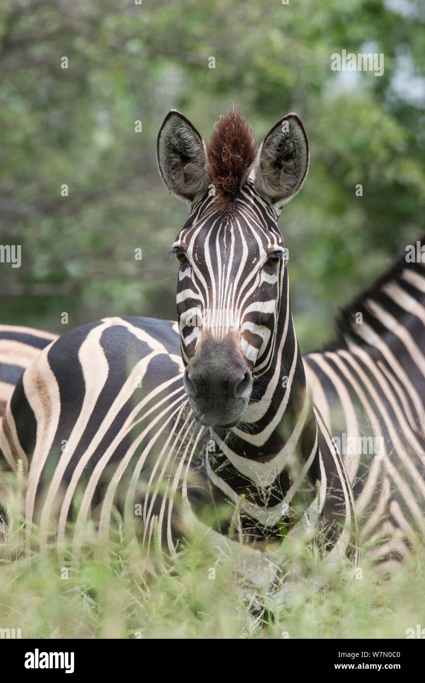 A plains zebra (Equus quagga) looking alert with ears raised, amongst grass and bushveld. Kruger