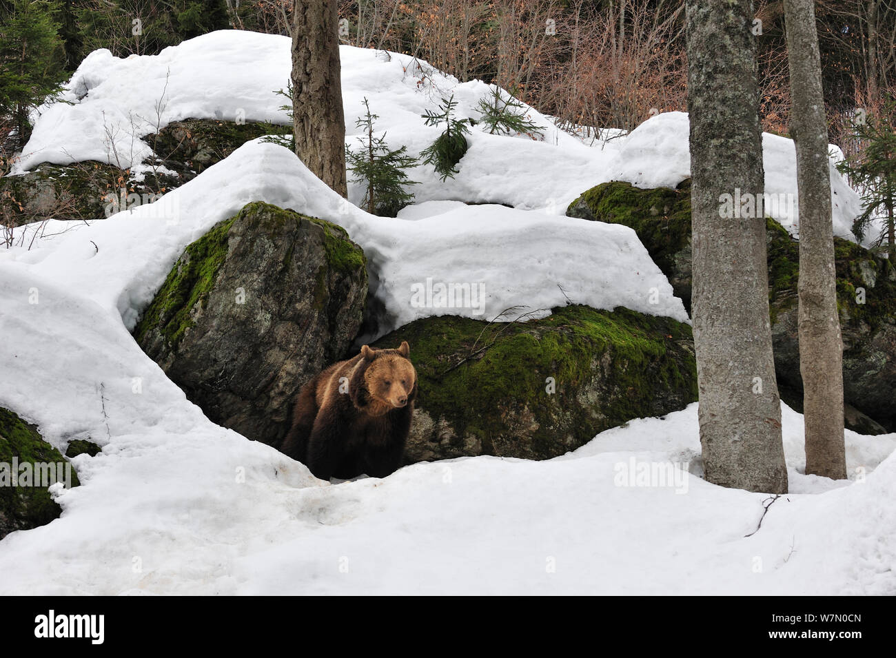 Female European brown bear (Ursus arctos arctos) emerging from den among rocks in woodland, captive, Bavarian Forest National Park, Germany, March. Captive Stock Photo