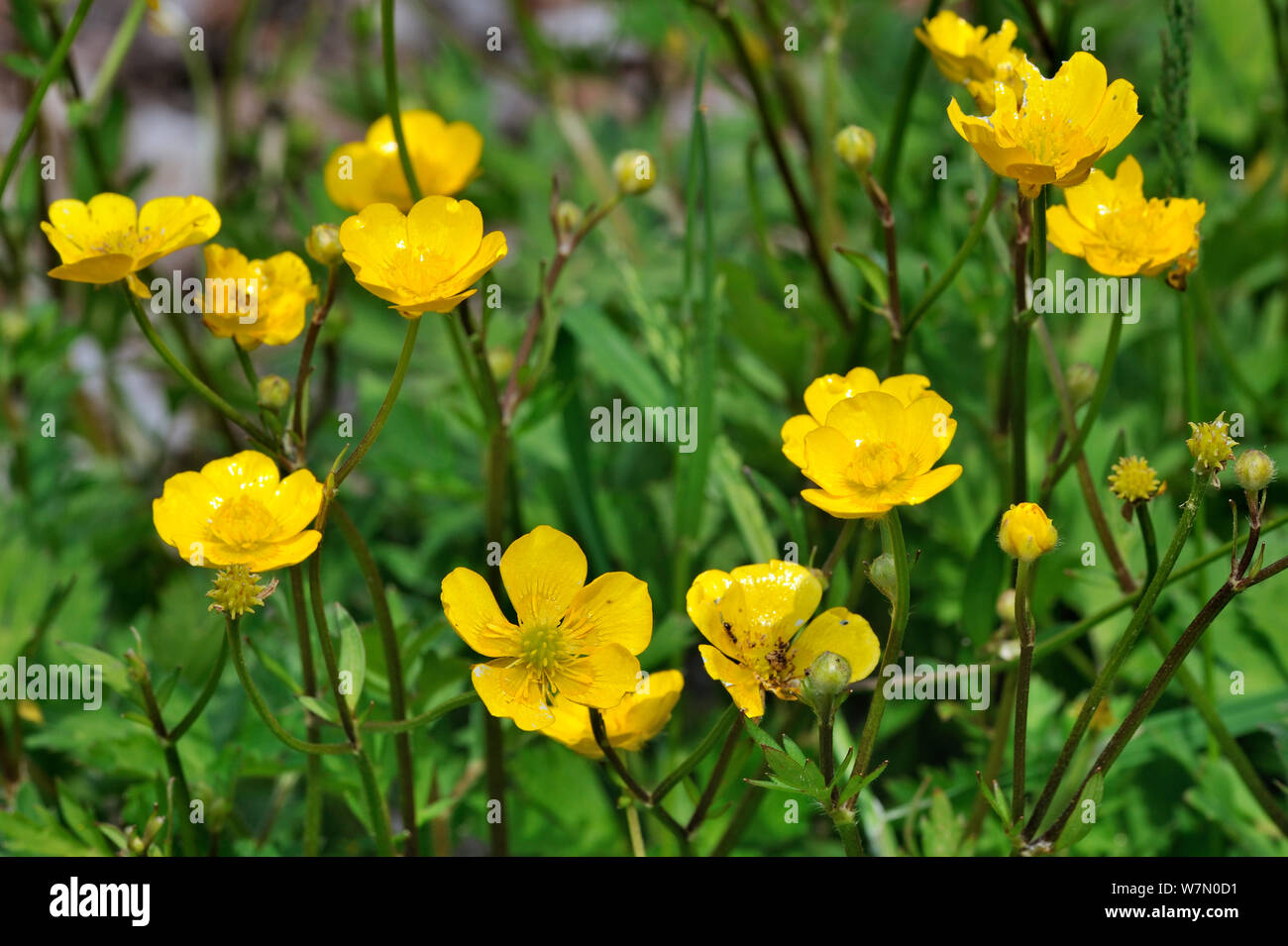 Creeping buttercup / Creeping crowsfoot (Ranunculus repens) in flower, Belgium Stock Photo