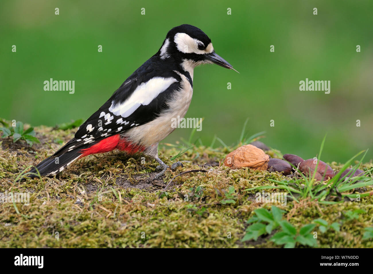 Female great spotted woodpecker hi-res stock photography and images - Alamy