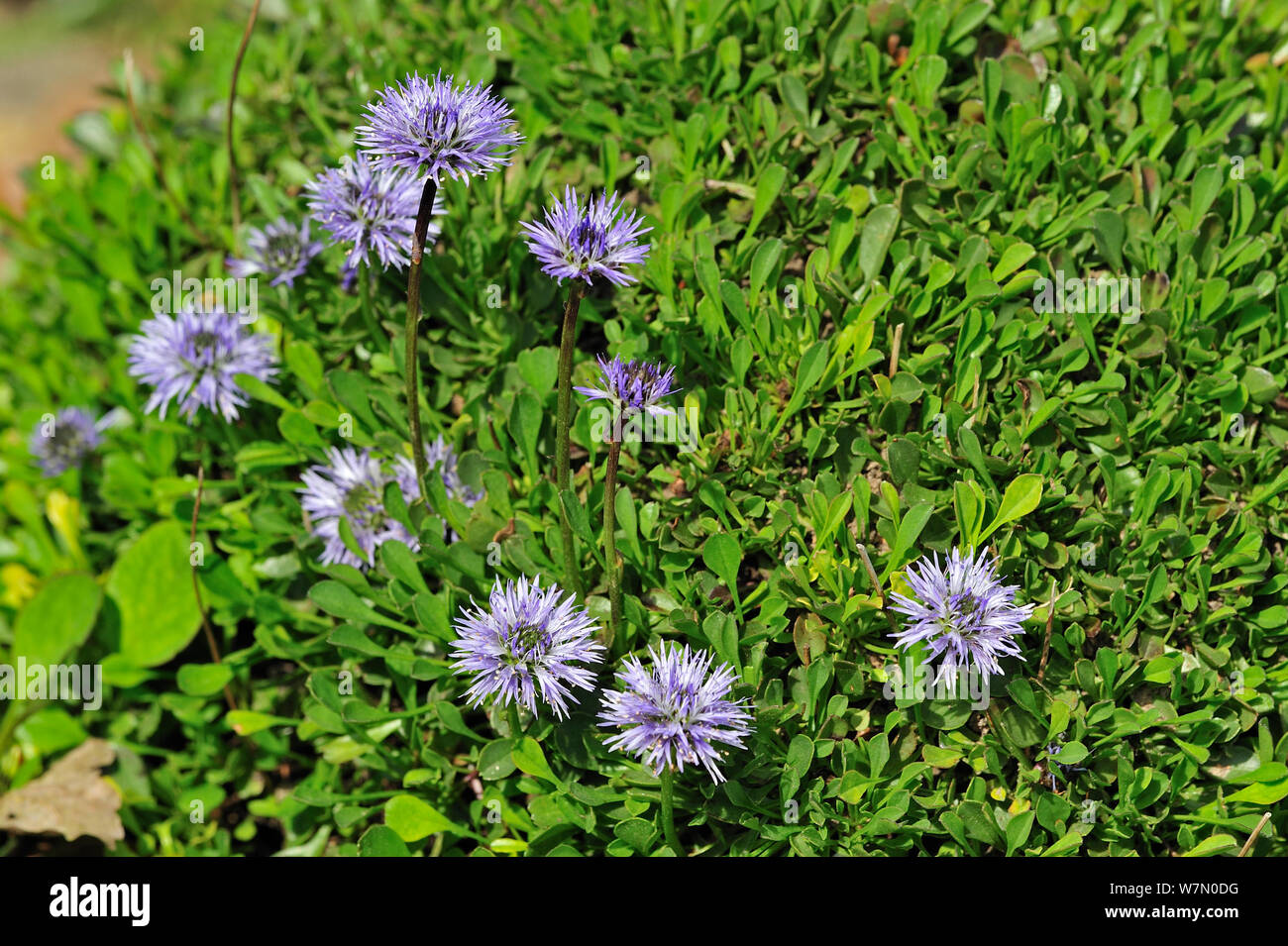 Heart-leaved globe daisies (Globularia cordifolia) in flower, native to the Alps and Pyrenees of southern Europe, National Botanic Garden of Belgium, May Stock Photo