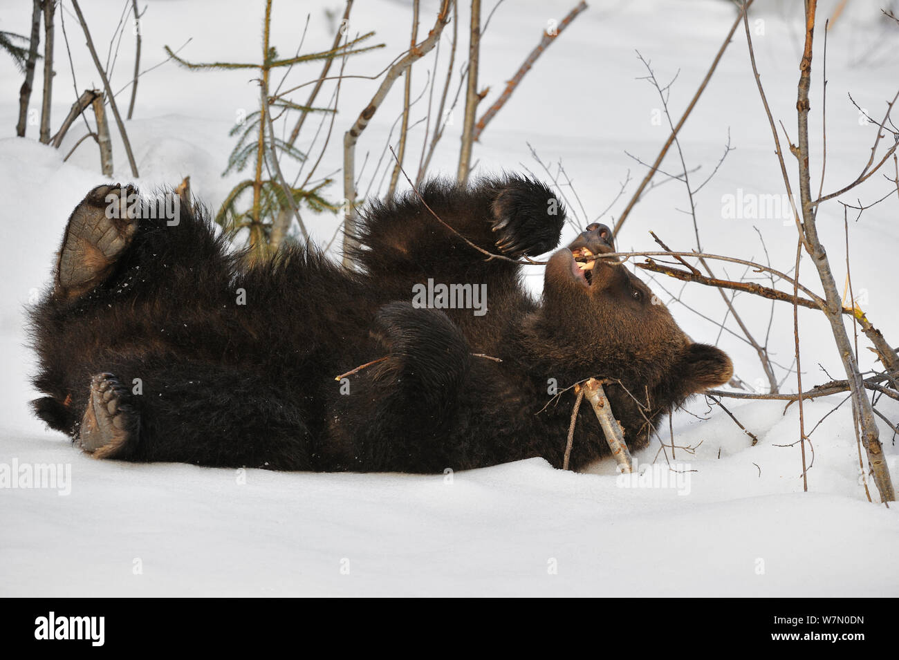 Two-year-old Eurasian brown bear (Ursus arctos arctos) cub playing with branch in the snow, captive, Bavarian Forest National Park, Germany, March Stock Photo