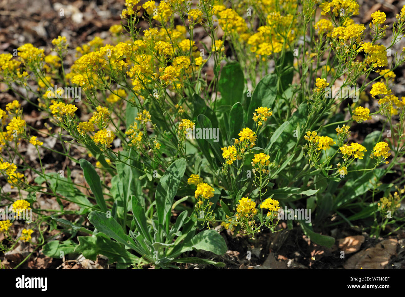 Gold Alyssum / Basket of Gold / Gold Dust / Goldentuft alyssum / Rock madwort (Aurinia saxatilis) in flower, native to Asia and Europe, National Botanic Garden of Belgium, May Stock Photo