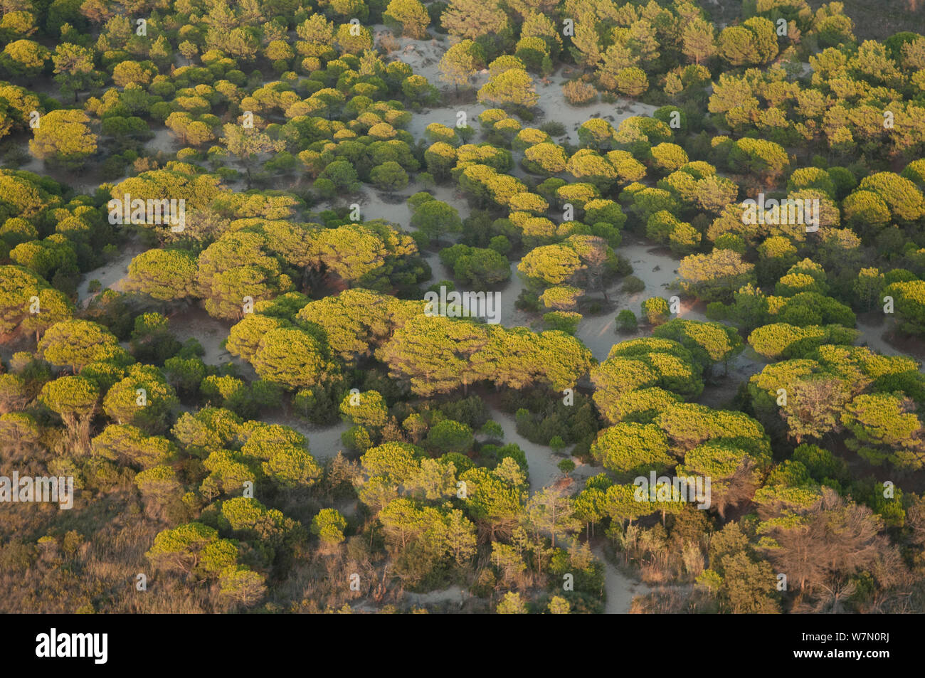 Aerial view of pine forest (Pinus sp) in Petite Camargue, Sainte Maries de la Mer, Camargue, Southern France, September 2008 Stock Photo