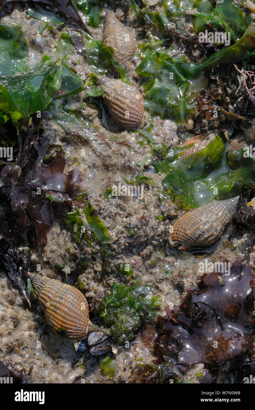 Netted dog whelks (Nassarius reticulatus) scavenging on rocks among Sea Lettuce (Ulva lactuca) and Irish moss / Carrageen (Chondrus crispus) seaweeds exposed on a low spring tide, Rhossili, The Gower Peninsula, UK, July. Stock Photo