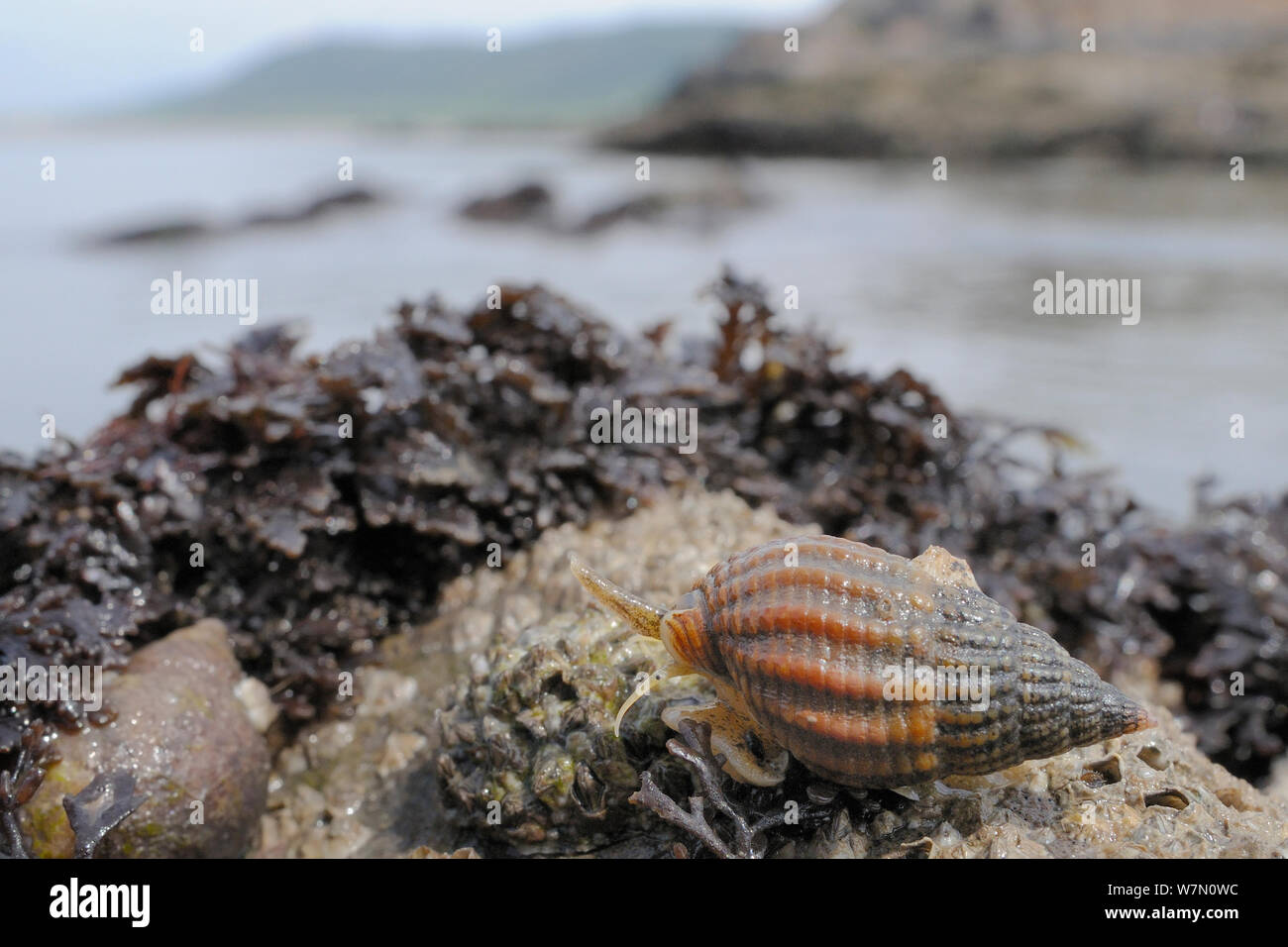 Netted dog whelk (Nassarius reticulatus) with siphon, tentacle and eye visible, scavenging on barnacle encrusted rocks bordering a sandy seabed, exposed on a low spring tide, Rhossili, The Gower Peninsula, UK, July. Stock Photo