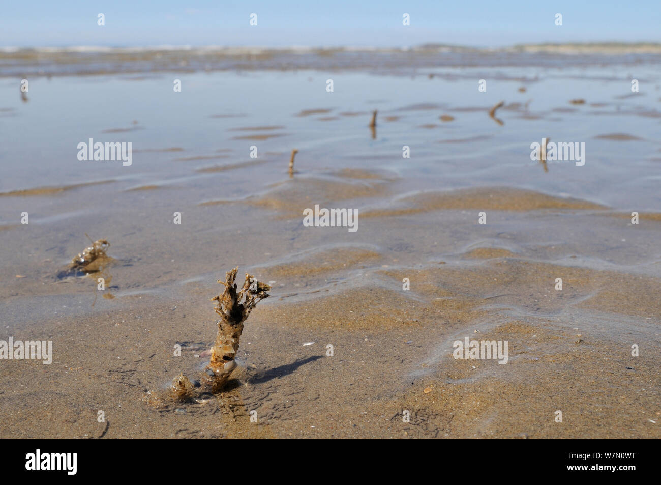 Sand mason worm (Lanice conchilega) tubes reinforced with sand and shell fragments exposed on a low spring tide on a sandy shore, with the sea in the background, Rhossili, The Gower peninsula, UK, July. Stock Photo