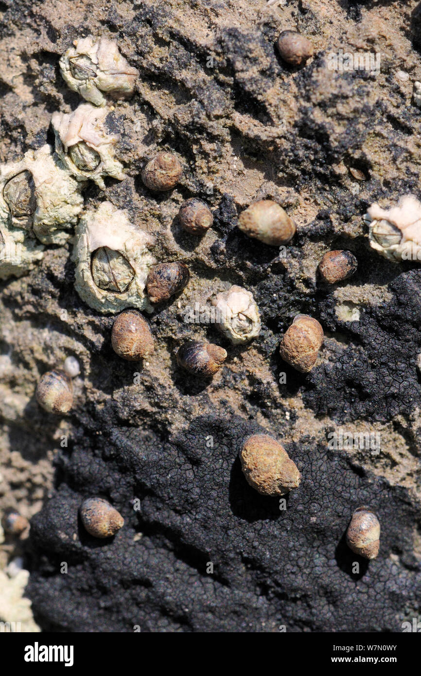 Small periwinkles (Melarhaphe neritoides) attached to limestone rock encrusted with Tar lichen (Verrucaria maura) and Montagu's stellate barnacles (Chthamalaus montagui) high on the shore at low tide, Rhossili, The Gower Peninsula, UK, July. Stock Photo