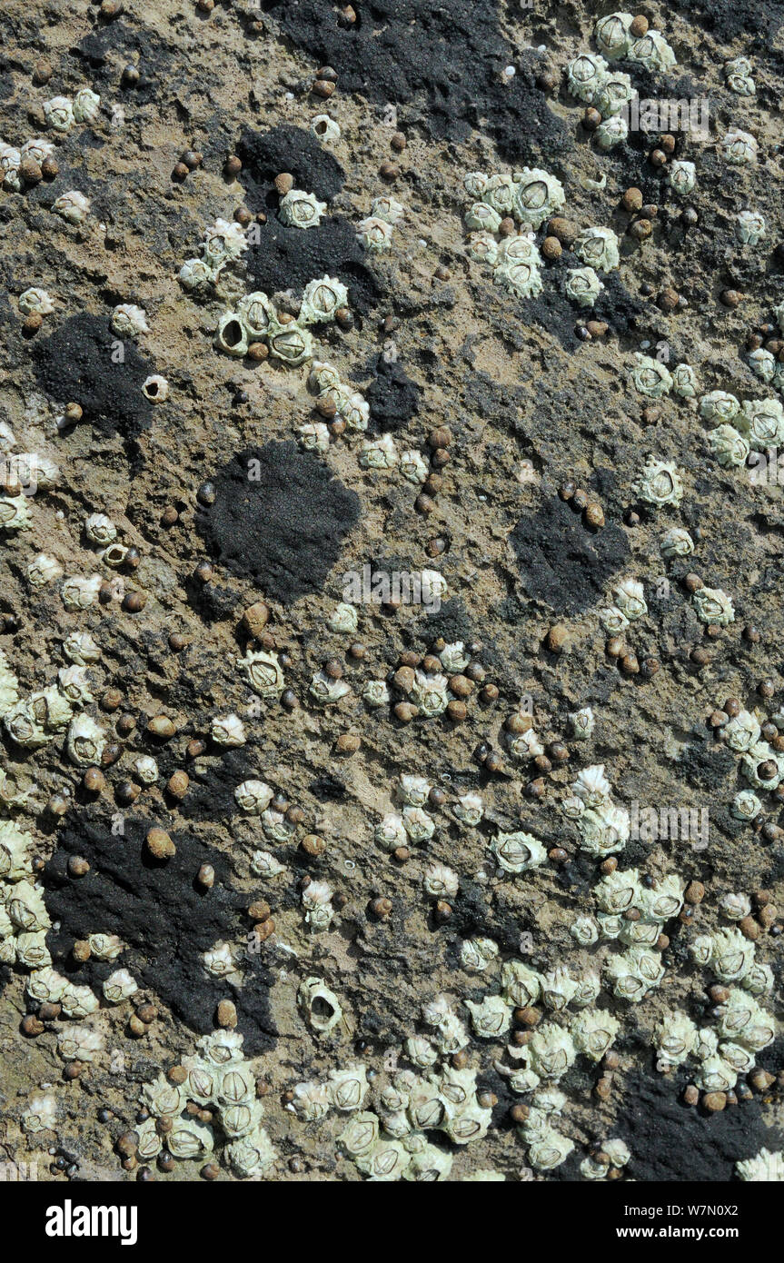 Small periwinkles (Melarhaphe neritoides) attached to limestone rock encrusted with Tar lichen (Verrucaria maura) and Montagu's stellate barnacles (Chthamalaus montagui) high on the shore at low tide, Rhossili, The Gower Peninsula, UK, July. Stock Photo