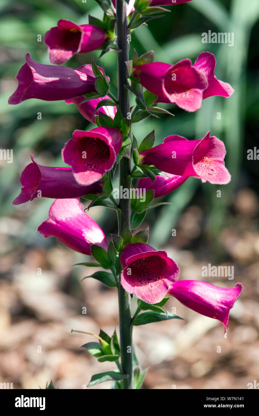 Digitalis Foxlight Plum Gold Stock Photo Alamy
